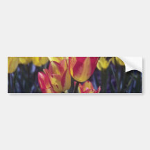 Red Georgette Tulip, (Tulipa Multoflora) flowers Bumper Stickers