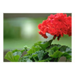 Red Geranium Blossom flowers Announcements