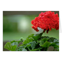 Red Geranium Blossom flowers Card