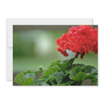 Red Geranium Blossom flowers Announcements