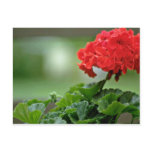 Red Geranium Blossom flowers Post Cards