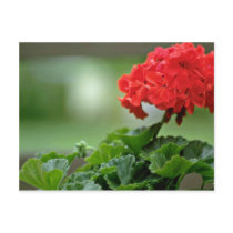 Red Geranium Blossom flowers Post Cards
