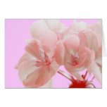 Red Geranium cards
