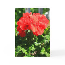 Red Geranium Flower Greeting Card,Note Card
