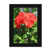 Red Geranium Flower Postcard