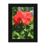 Red Geranium Flower Postcard