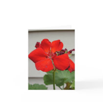 Red Geranium notecard