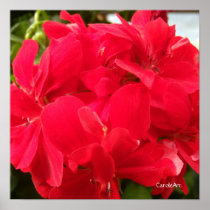 "Red Geranium Petals" Fine Art Poster
