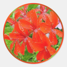 Red Geranium Stickers