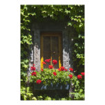 Red Geranium Window Box Photography Print photography