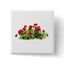 Red Geraniums