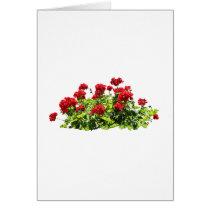 Red Geraniums