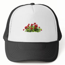 Red Geraniums