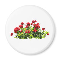 Red Geraniums