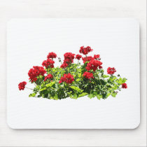 Red Geraniums