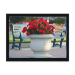 Red geraniums postcard