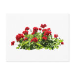 Red Geraniums