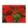 Red Geraniums Postcard