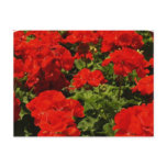 Red Geraniums Postcard