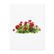 Red Geraniums