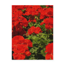 Red Geraniums Postcard