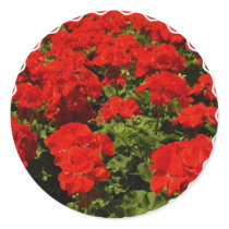 Red Geraniums Sticker