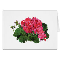 Red Geraniums with Buds Cards