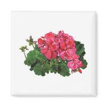 Red Geraniums with Buds Magnet