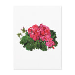 Red Geraniums with Buds Postcards