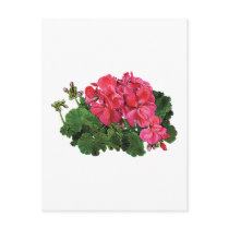 Red Geraniums with Buds Postcards