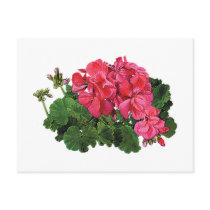 Red Geraniums with Buds Postcard