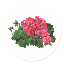 Red Geraniums with Buds Round Stickers