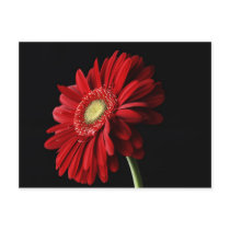 Red Gerber Daisy Postcard