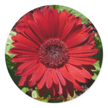 Red Gerber Daisy Stickers