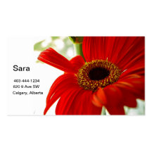 Red Gerbera Business Card Templates