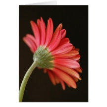 Red Gerbera Cards
