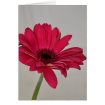 Red Gerbera Daisy Card