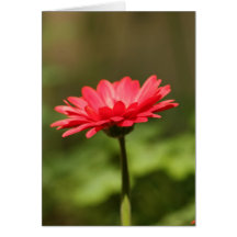 Red Gerbera Daisy Card