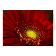 Red Gerbera Daisy Cards