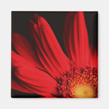 Red gerbera daisy magnet