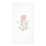 Red Gerbera Daisy Photo Greeting Card