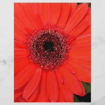 Red Gerbera Flyer Design