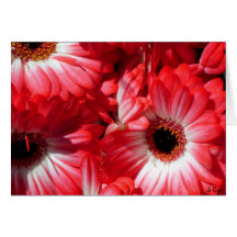 Red Gerberas Card