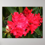 Red Giant Rhododendron ~Print~