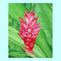 Red Ginger Watercolour posters
