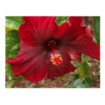 red hawaii hibiscus plant post cards