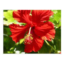 Red Hawaiian Hibiscus Flower Post Cards