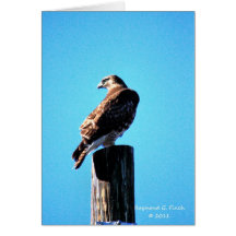 Red Hawk Greeting Cards