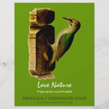 Red-head Woodpecker Full Color Flyer