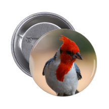 Red Headed Cardinal Button